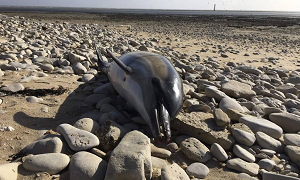 Массовый выброс дельфинов произошел на Атлантическом побережье Франции