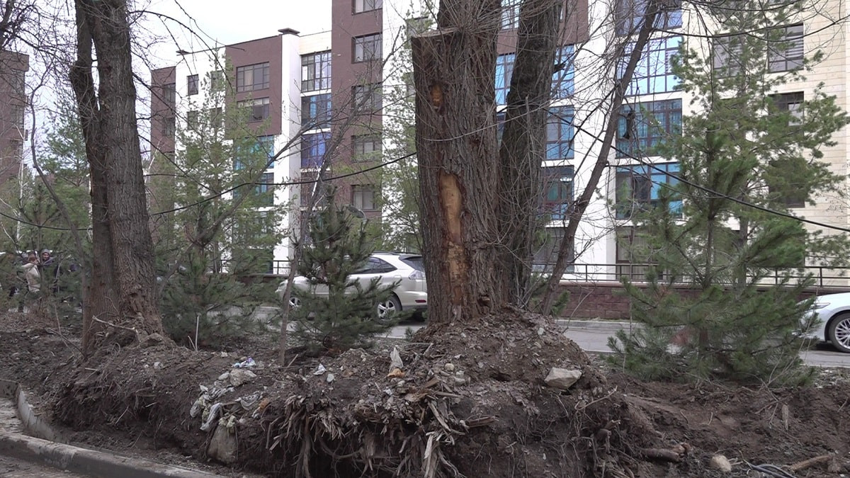 Ущерб природе: застройщик вырубил многолетние деревья ради возведения ЖК