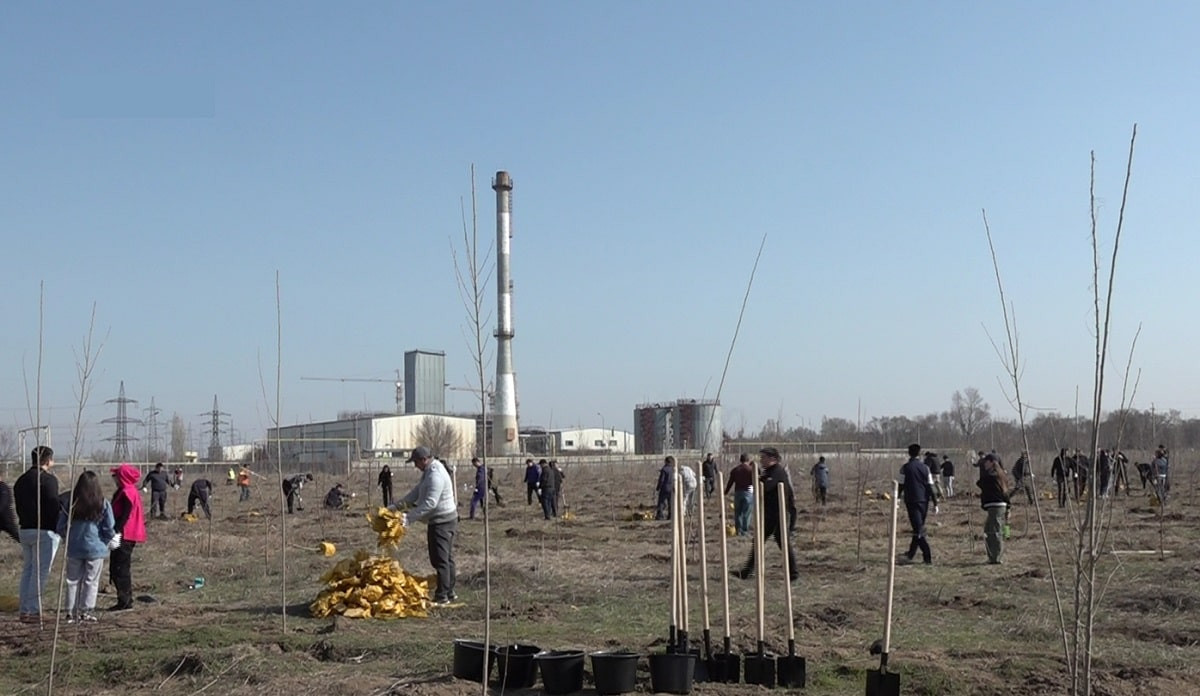 В Алматы высадили свыше 100 молодых саженцев яблонь