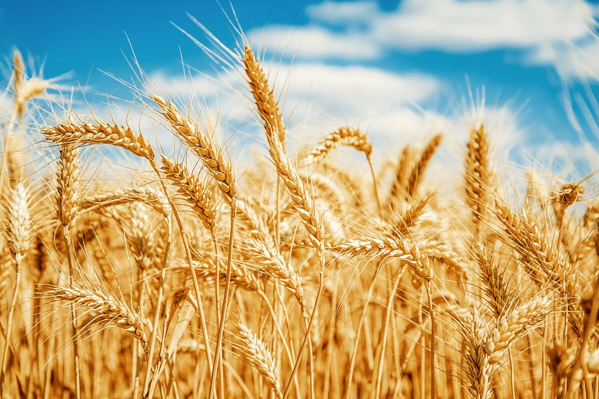 Запрет на ввоз пшеницы могут ввести в Казахстане