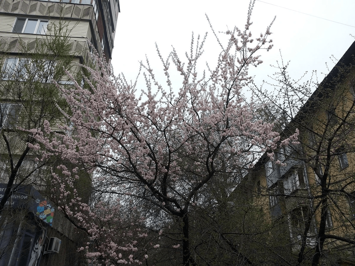 Погода в Алматы с 3 по 9 апреля 2023