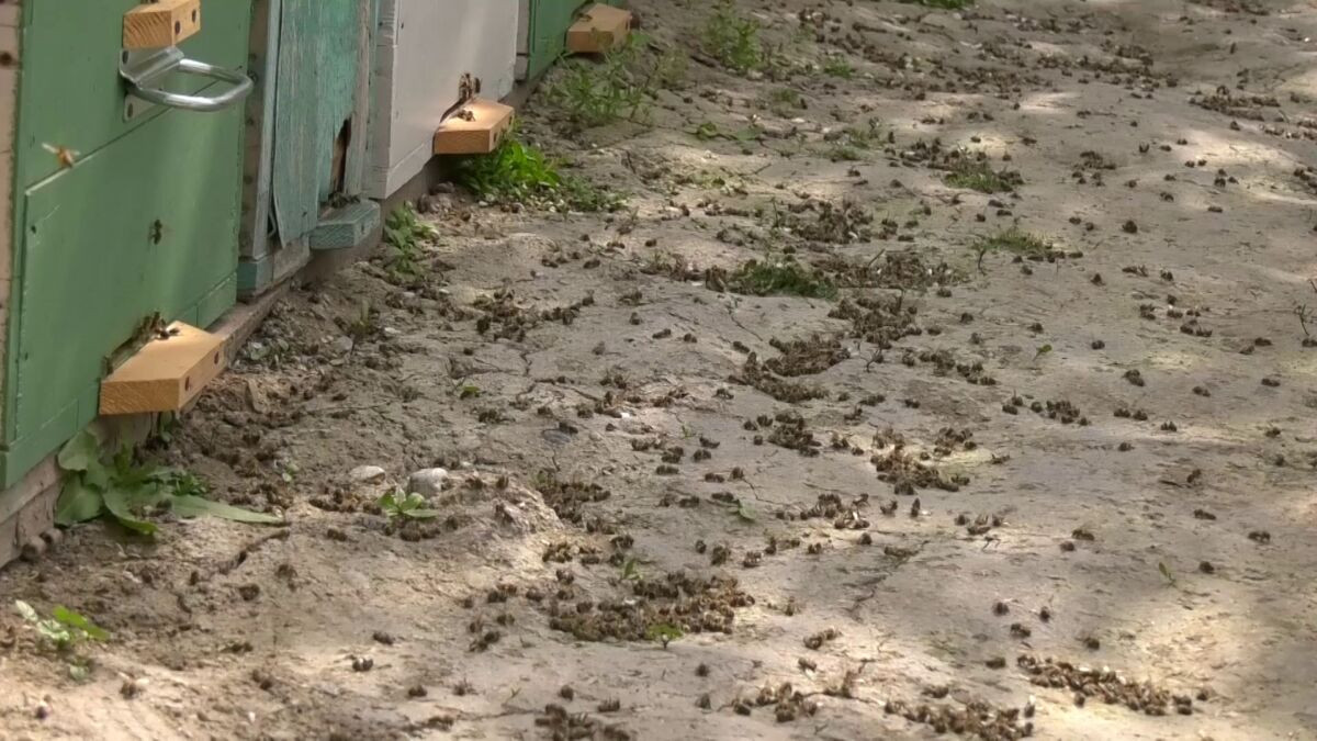 Ущерб на миллионы: массовая гибель пчел произошла в Туркестанской области