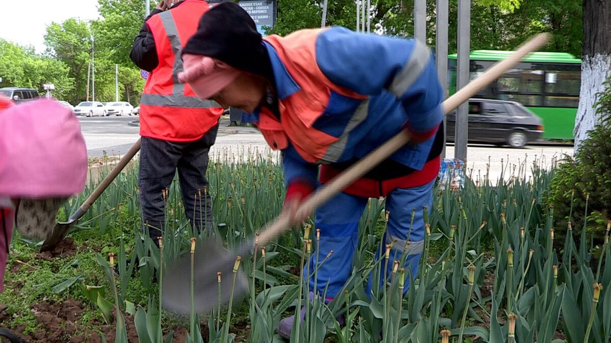 Зачем в Шымкенте выкапывают тюльпаны