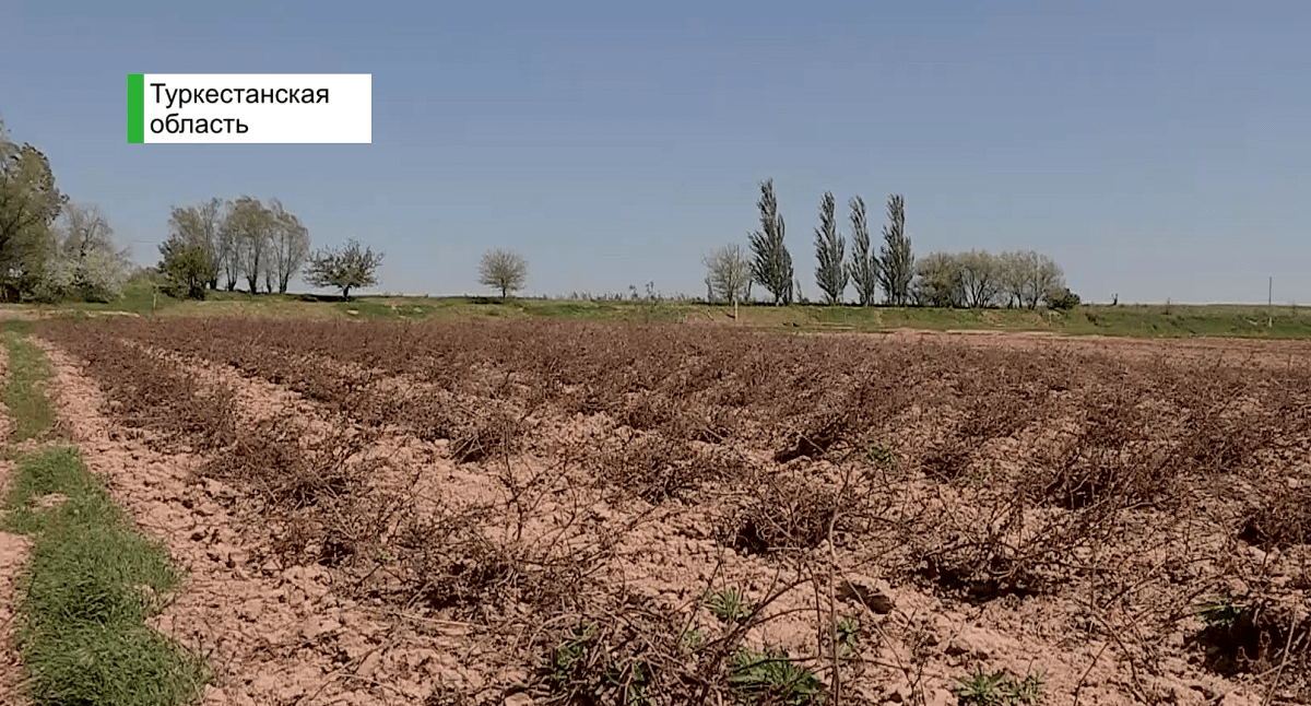 Туркестанские фермеры могут понести огромные убытки из-за непогоды