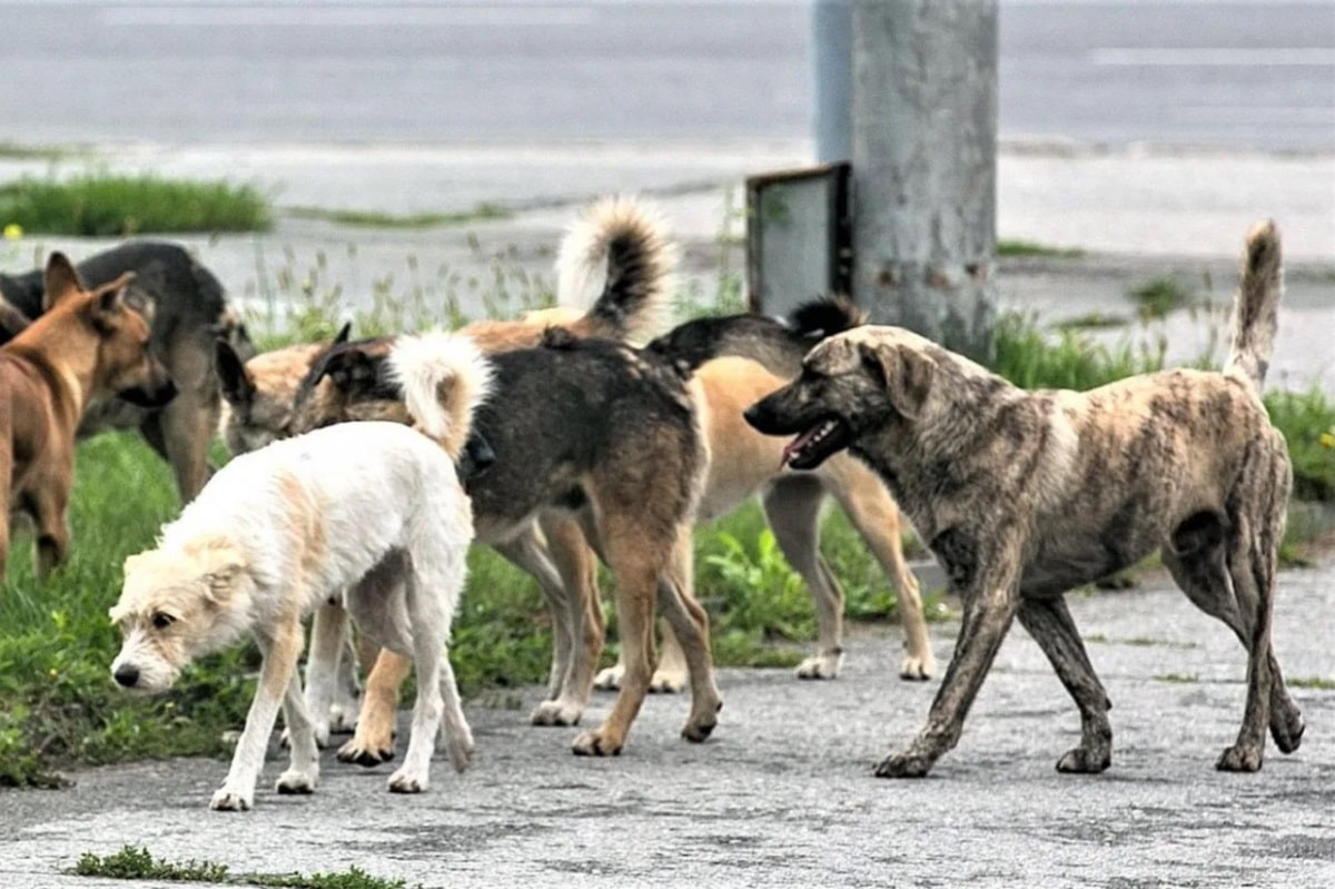 Не по-человечески: десятки выпотрошенных собак обнаружены близ Талгара
