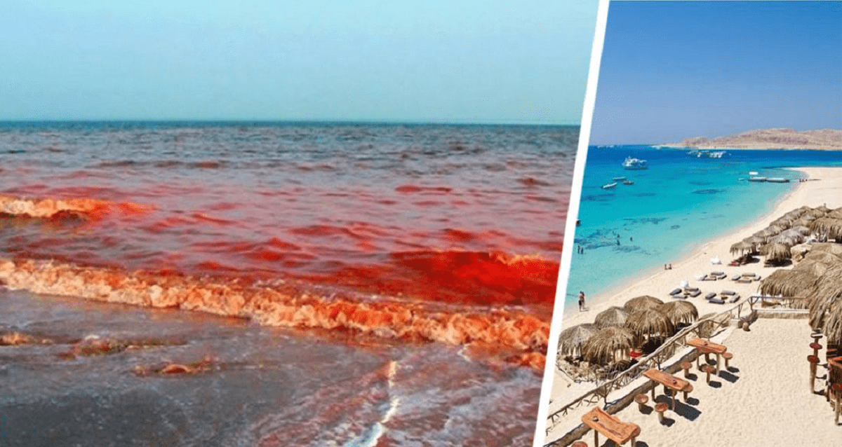 Кровавый цвет моря напугал туристов в Хургаде