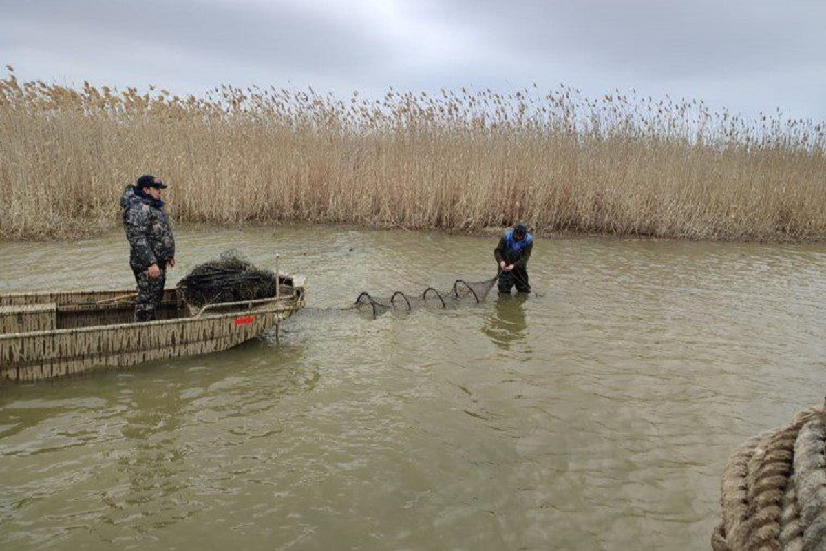Браконьерлер аулаған 7 итбалық Каспий теңізіне қайта жіберілді