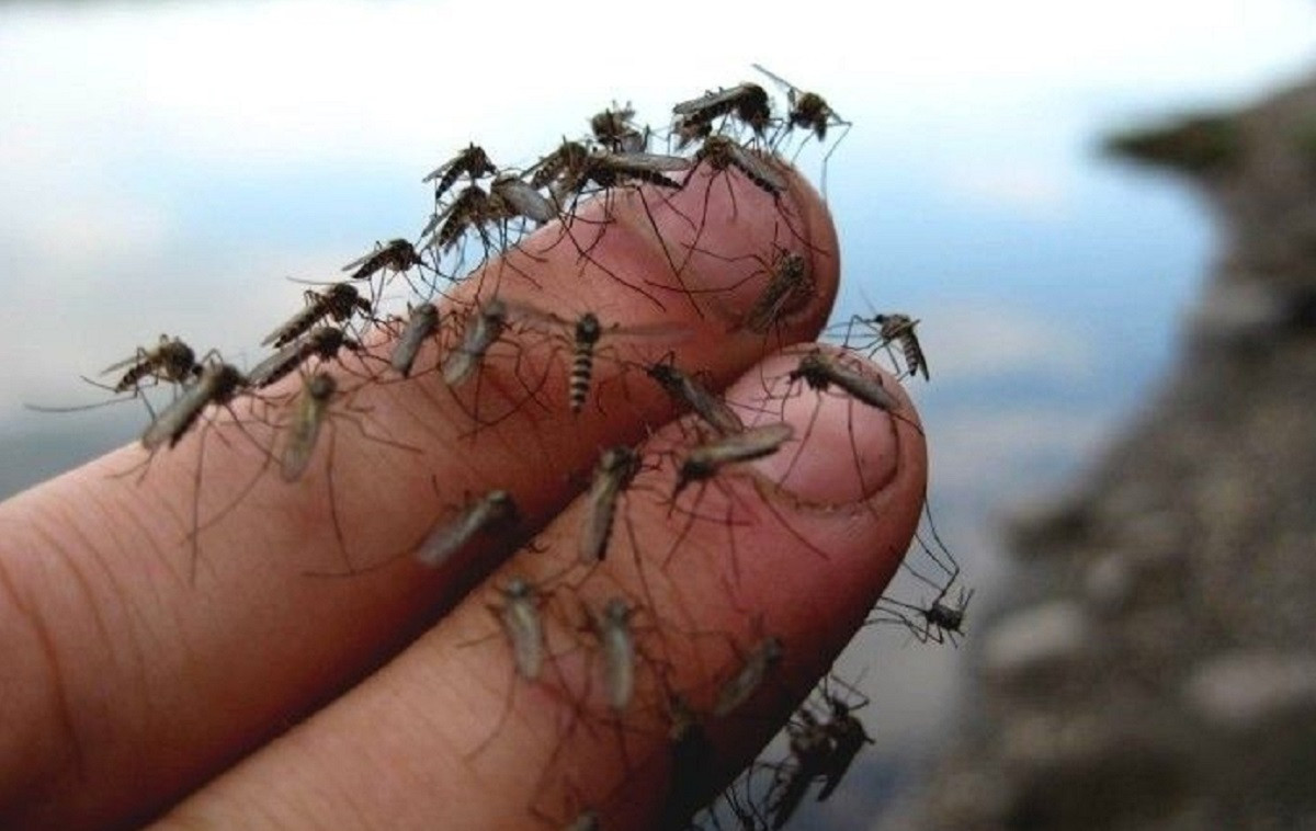 Нашествие комаров: насекомые могут стать разносчиками опасной болезни