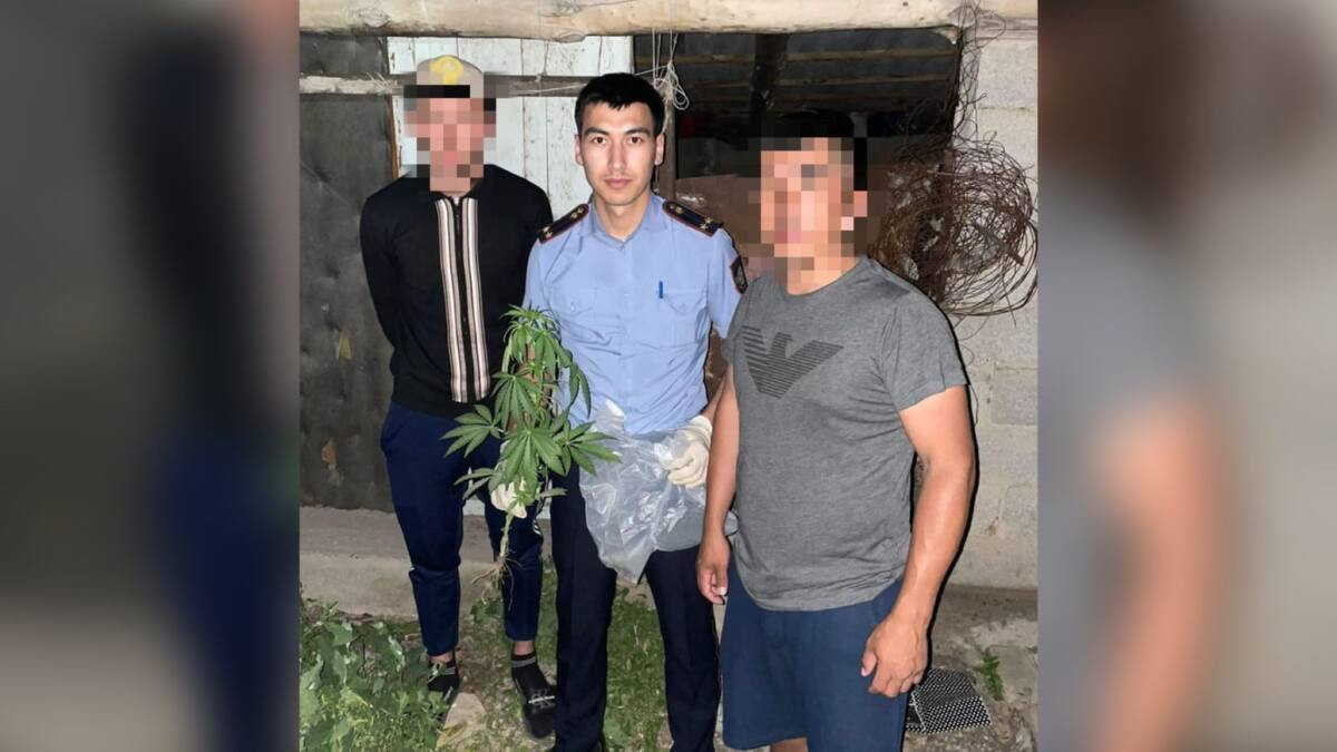 Вместо картофеля: наркокусты обнаружили во дворе жителя Туркестанской области