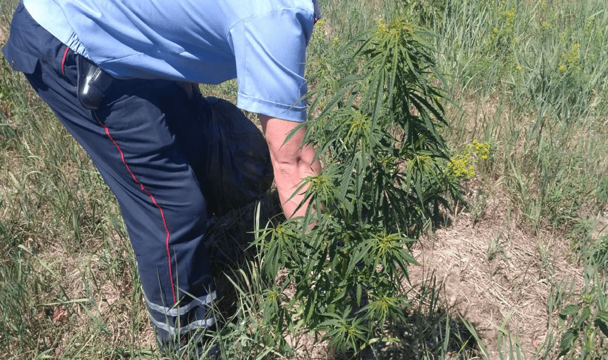 Житель Жетысу вырастил плантацию марихуаны