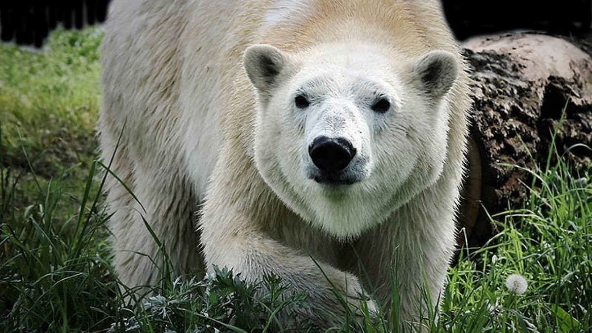 Белая медведица с необычным именем появилась в Алматинском зоопарке