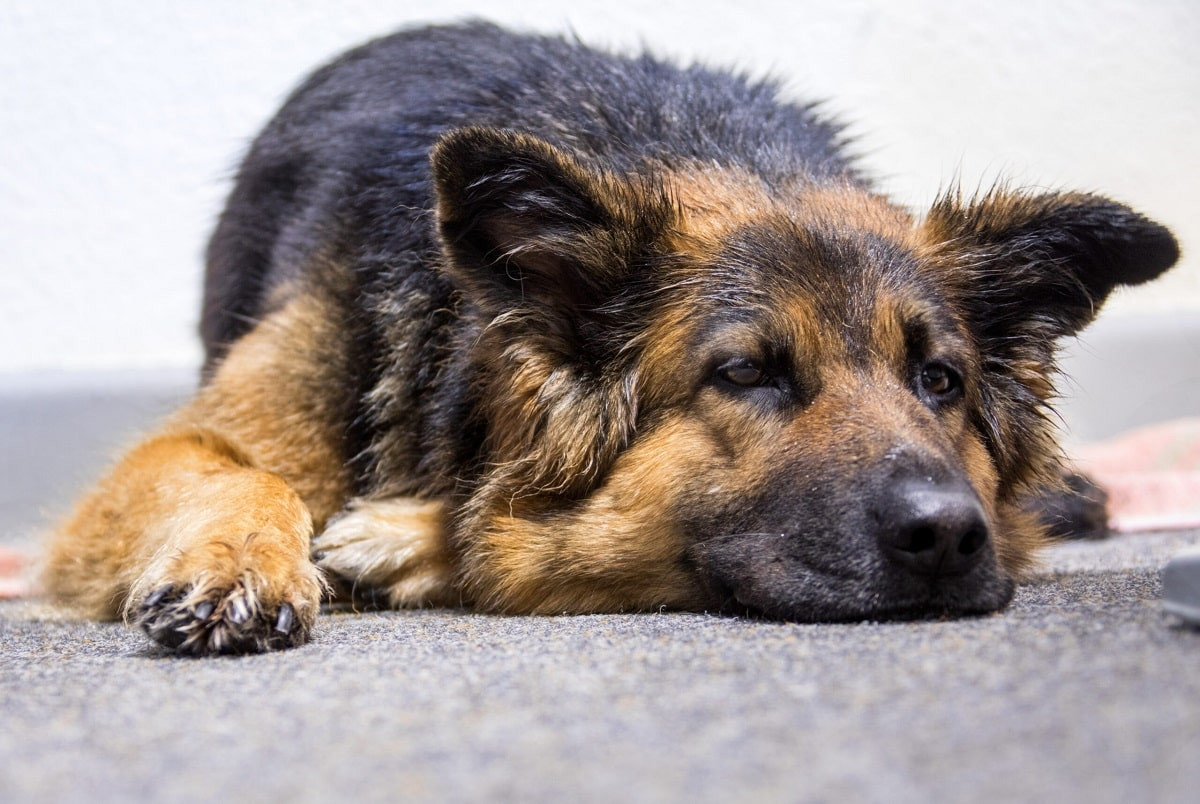 Неоправданная жестокость: житель мегаполиса убил собаку молотком
