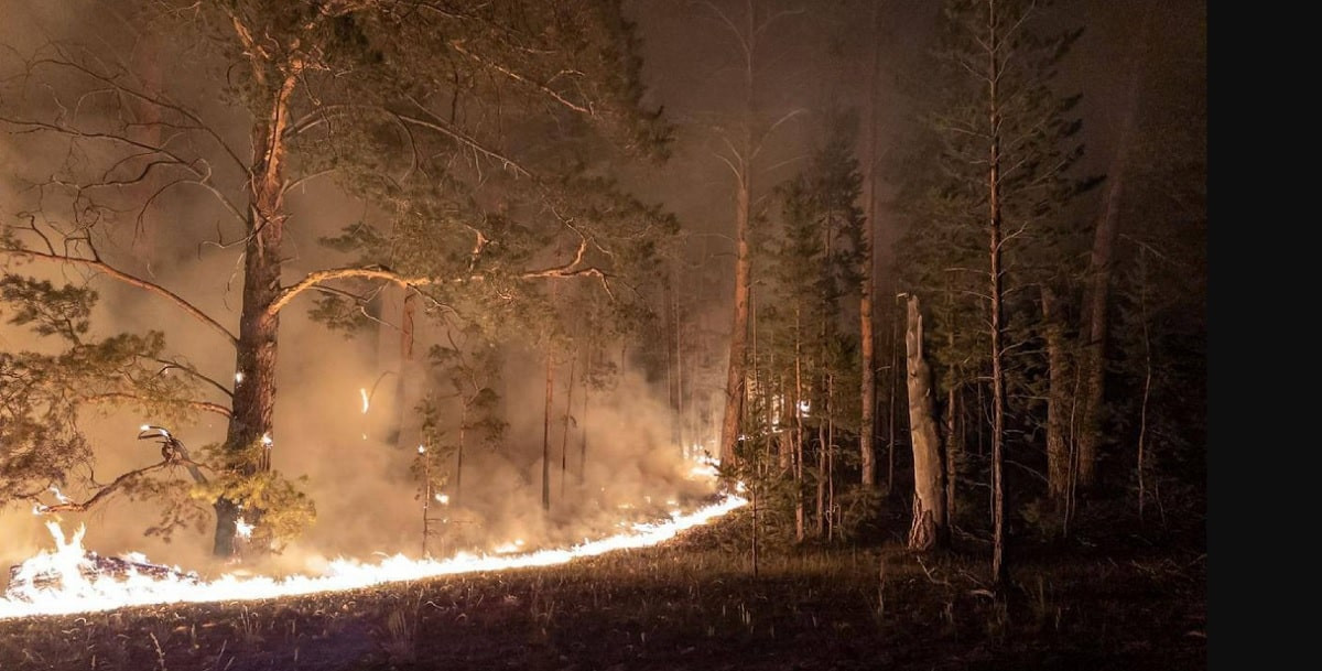 Лесной пожар: что произошло за минувшие сутки в области Абай