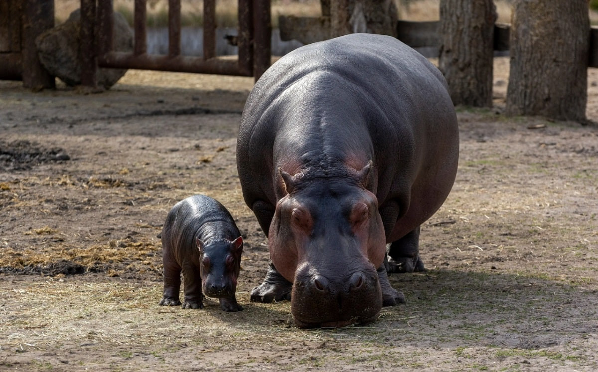 С пополнением: в зоопарке на свет появилась малышка пары бегемотов
