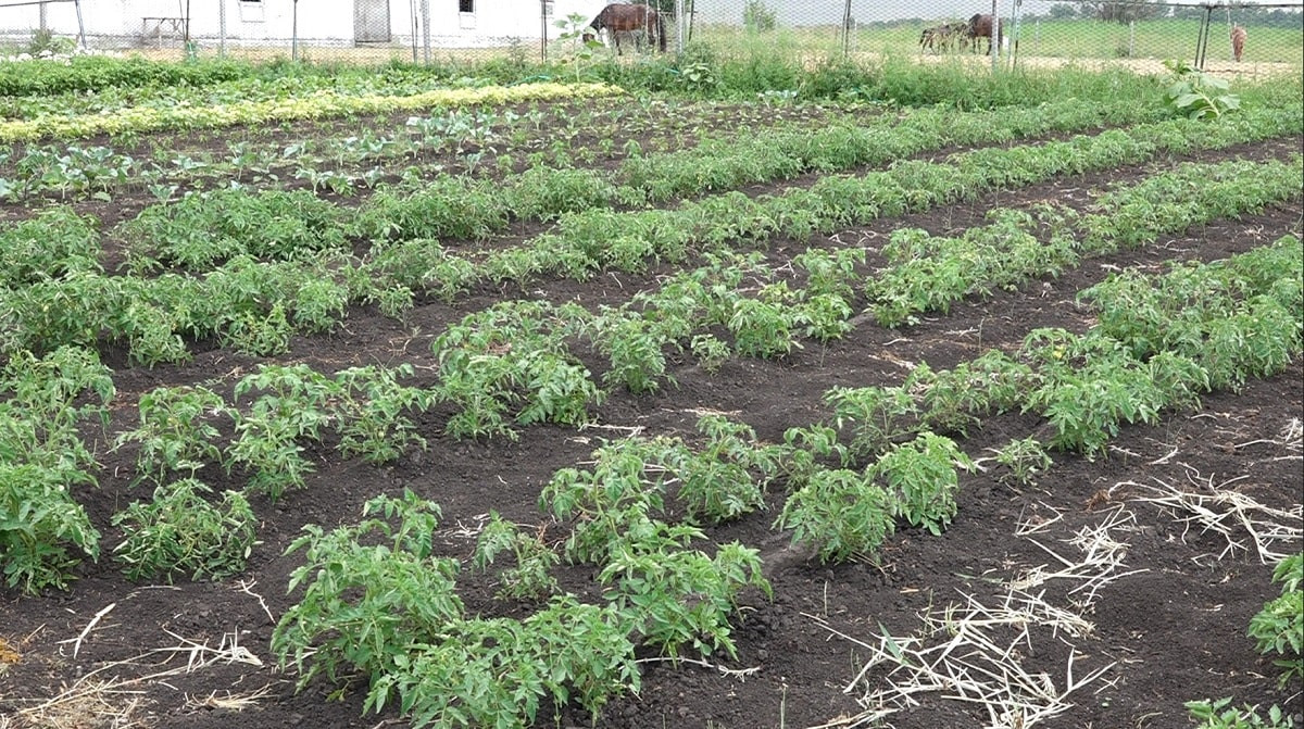 Garden-терапия: пенсионерам выдают земли под выращивание овощей, фруктов и  ягод