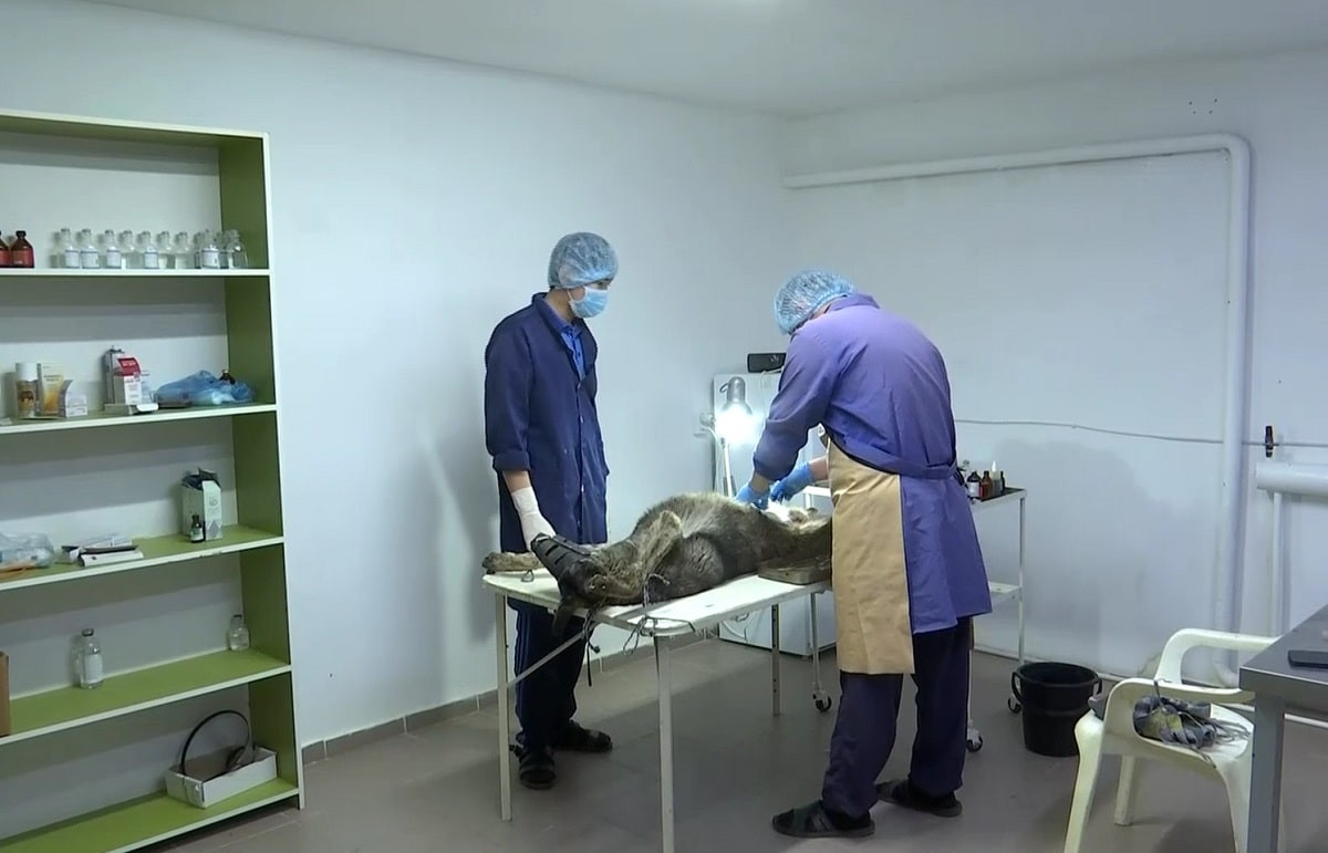 Массовая стерилизация: у бродячих животных после операции появились осложнения