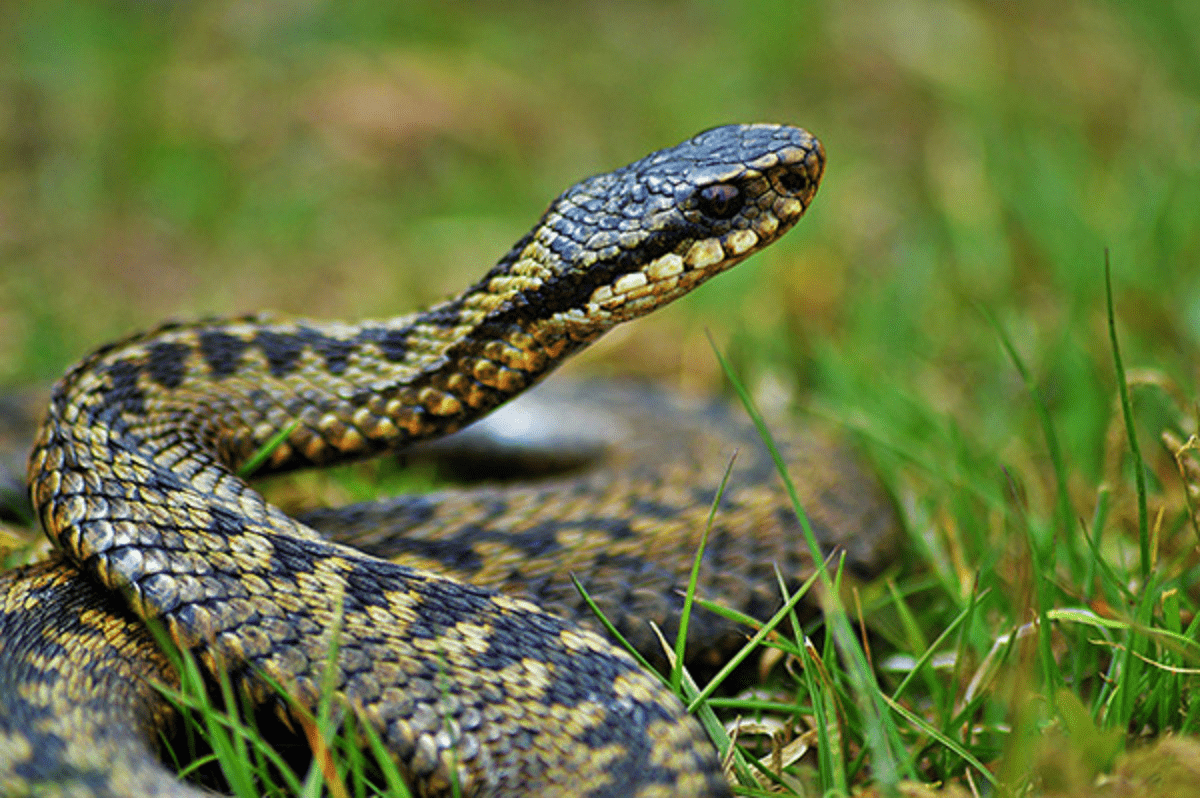 Опасное селфи: девушка поплатилась здоровьем за эффектное фото со змеей