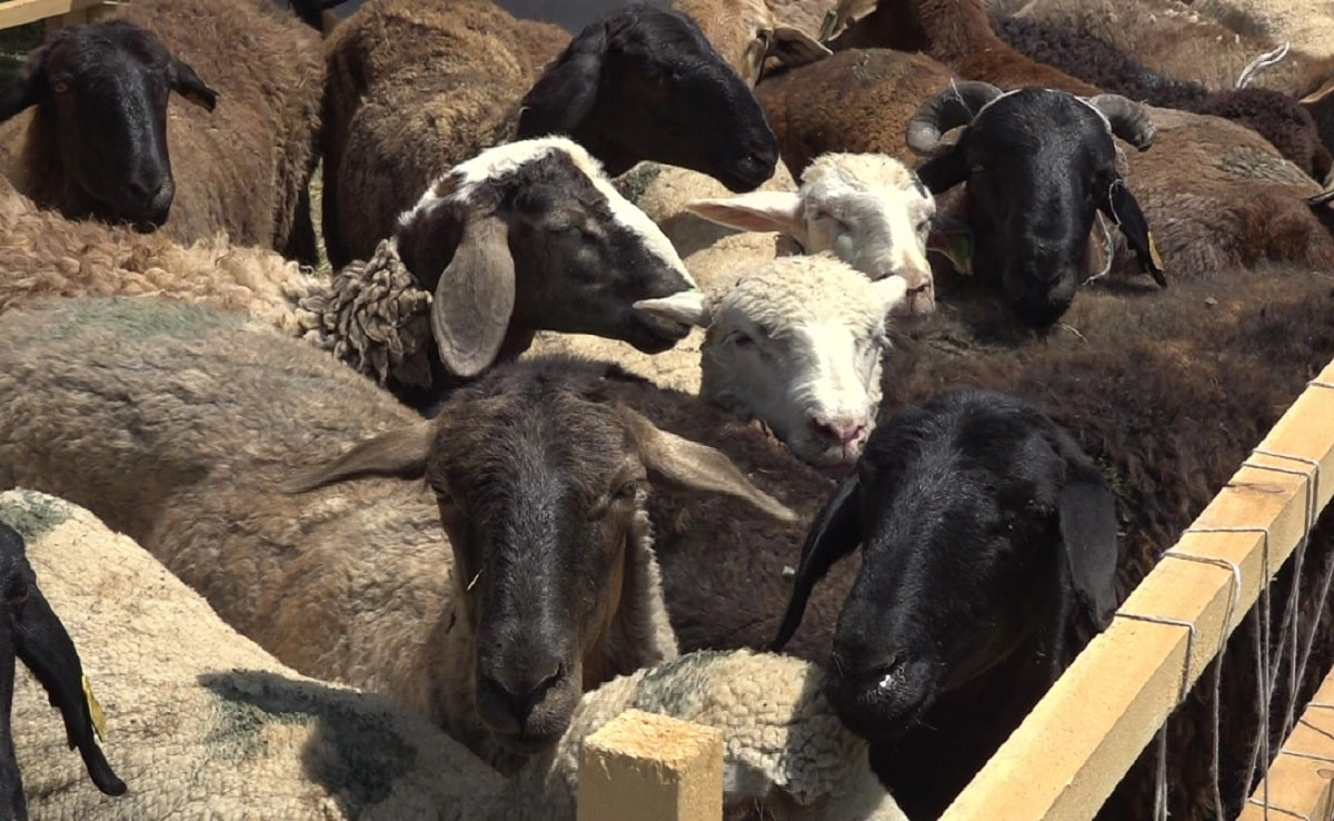 Праздник жертвоприношения - не бизнес: имамы призывают скотоводов не завышать цены на животных