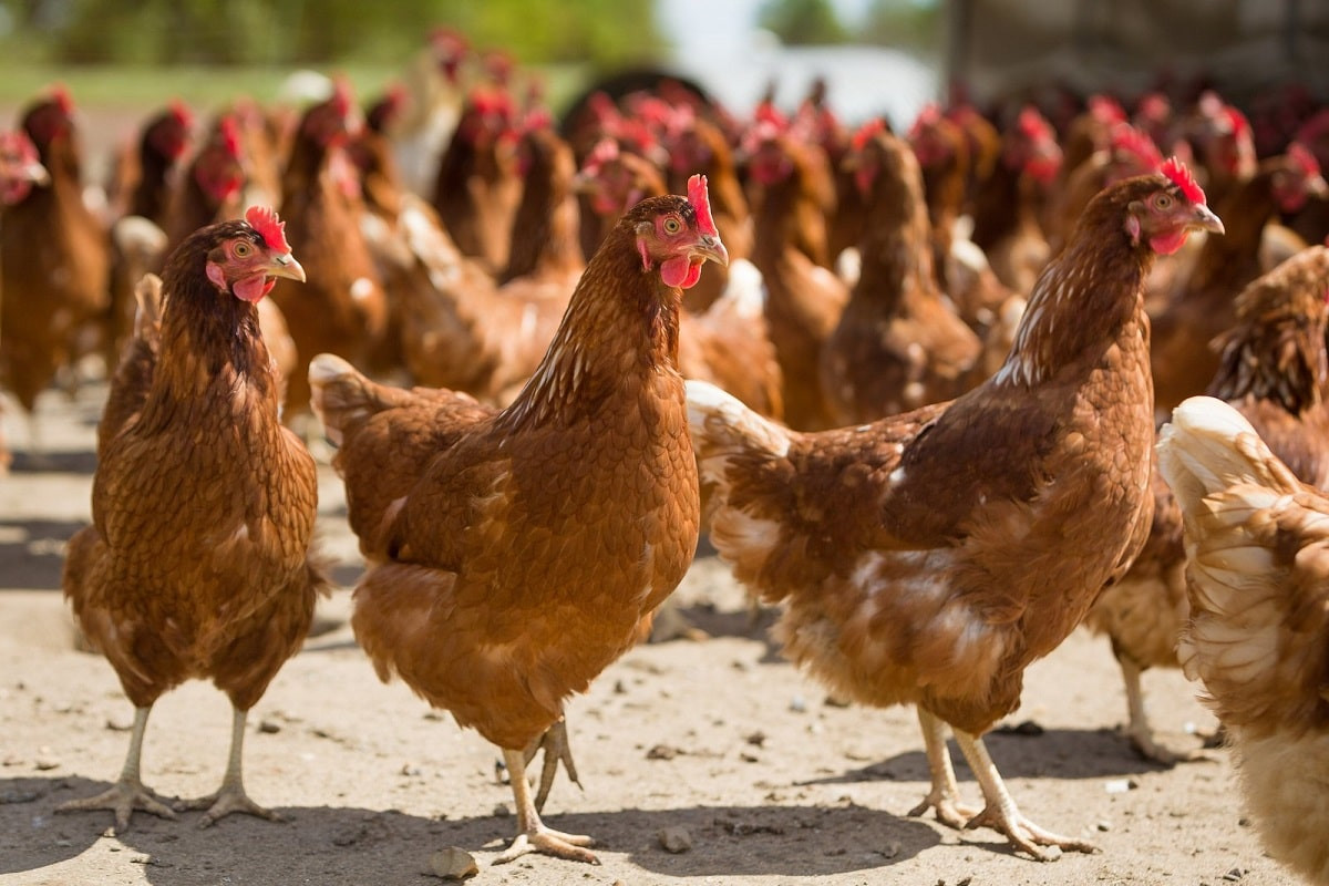 Где в Казахстане продается дороже всего мясо птицы