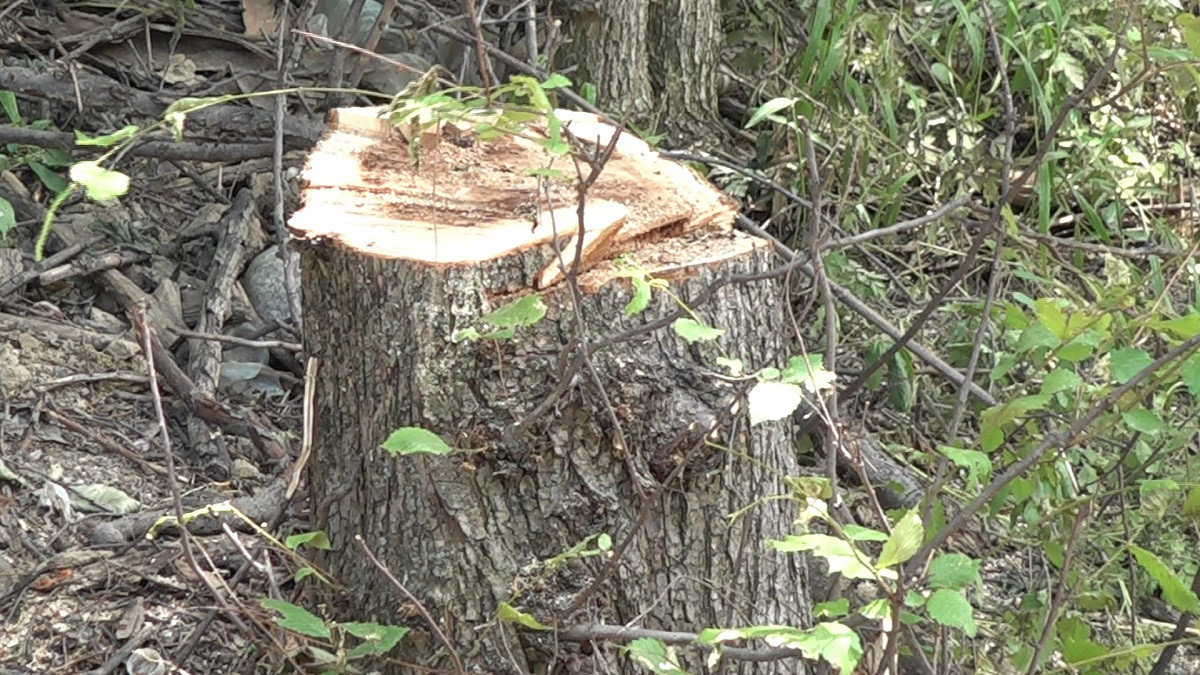 Ущерб природе: владелец земельного участка вырубил деревья и перекрыл русло реки
