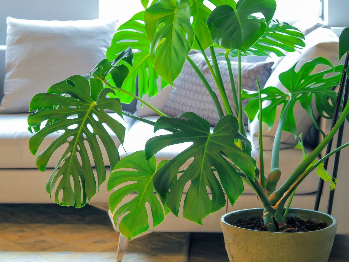 Красивые, но ядовитые: какие комнатные растения опасны для человека