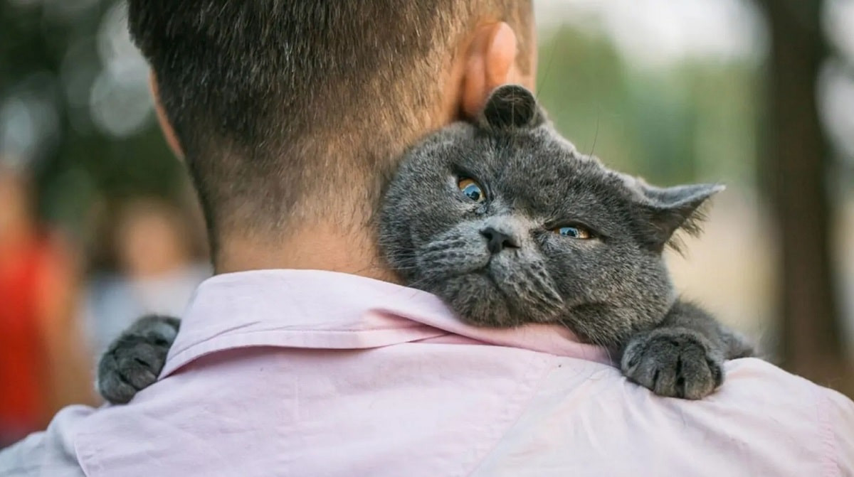 Почему не все кошки одинаково привязываются к человеку