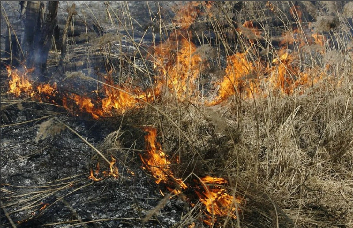 В ВКО на площади 20 гектаров загорелась трава