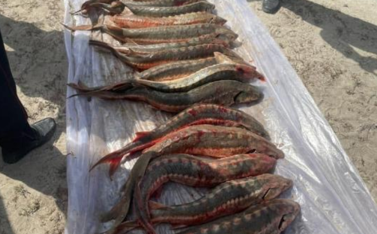 Ценный улов: свыше 68 тонн рыбы и черная икра изъяты из незаконного оборота