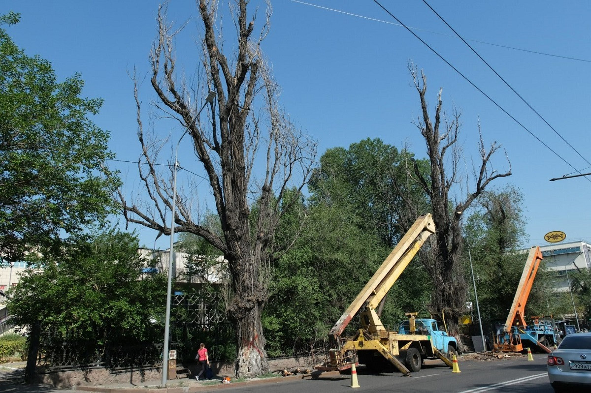 Акимат Алматы разъяснил вопросы ревизии и вырубки аварийных деревьев