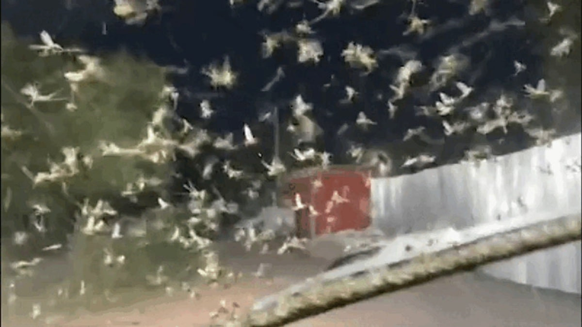"Снег в июле": видео с необычными насекомыми сняли в Семее