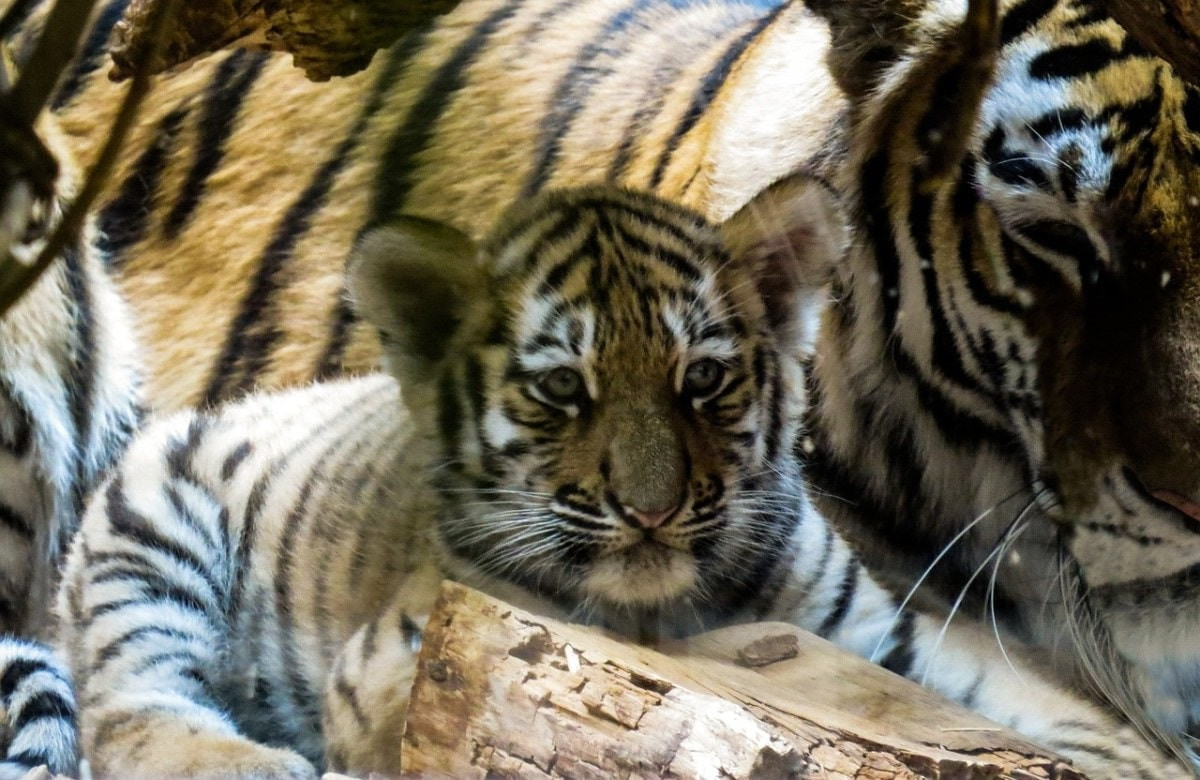 Полосатый рейс: тигрята родились в зоопарке 