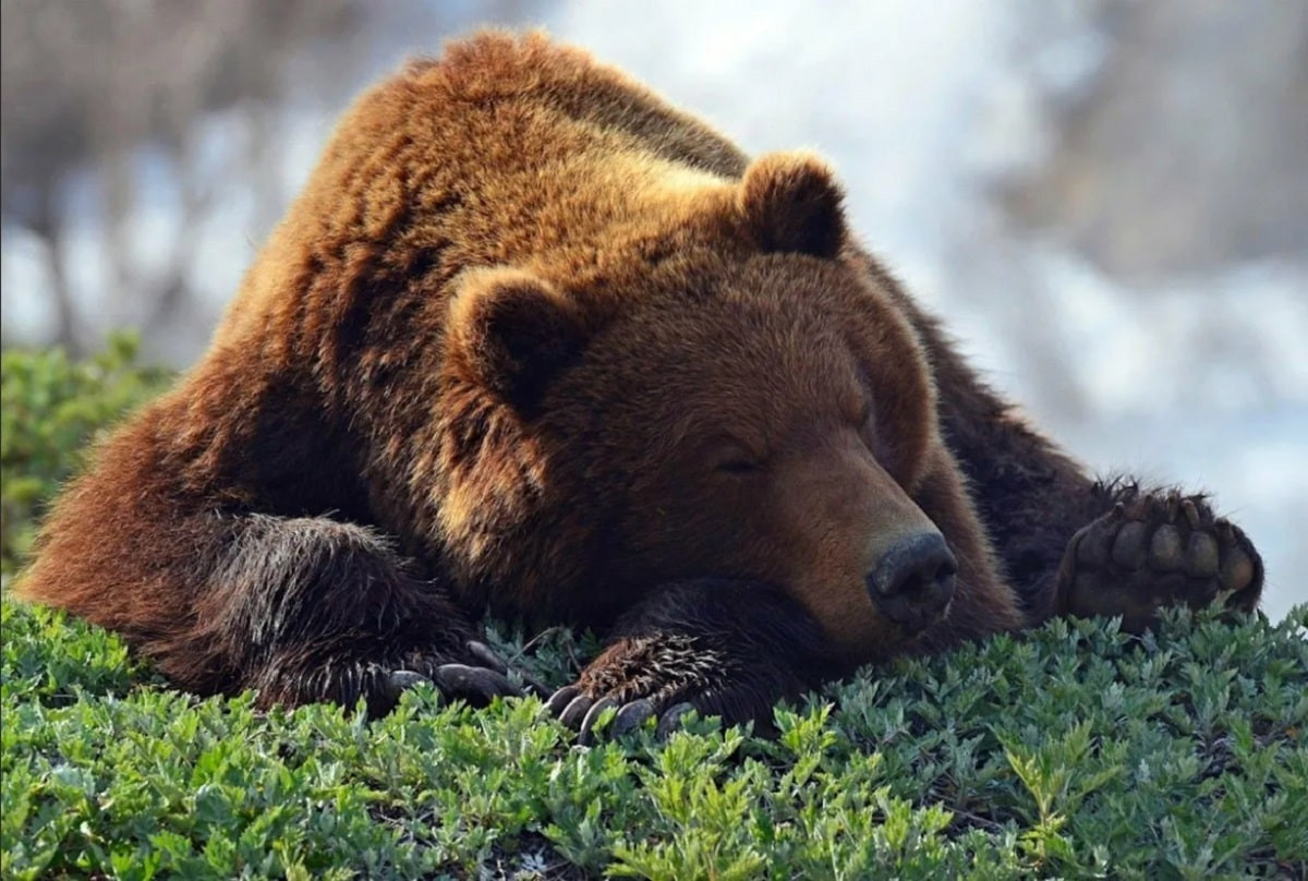 Медведь напал на человека: сотрудник зоопарка лишился руки
