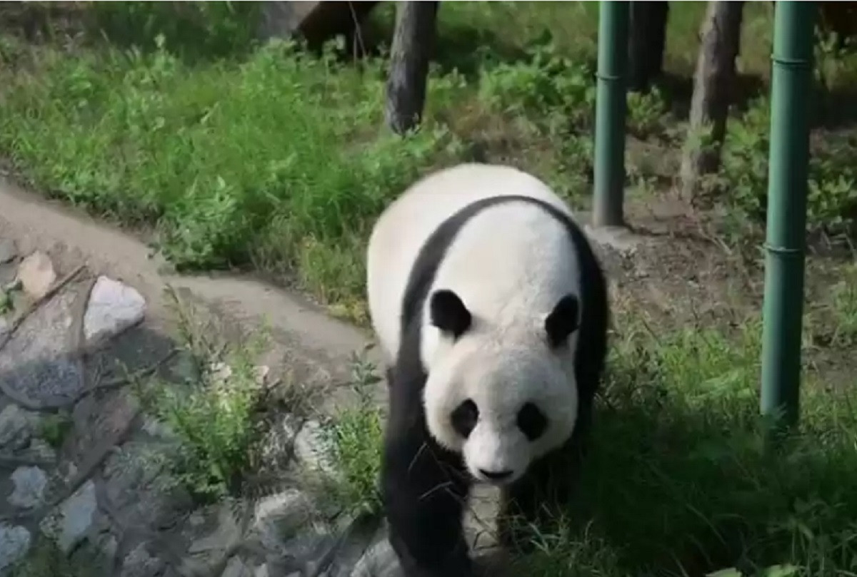 Қытайдағы алып панда 10 жасқа толды