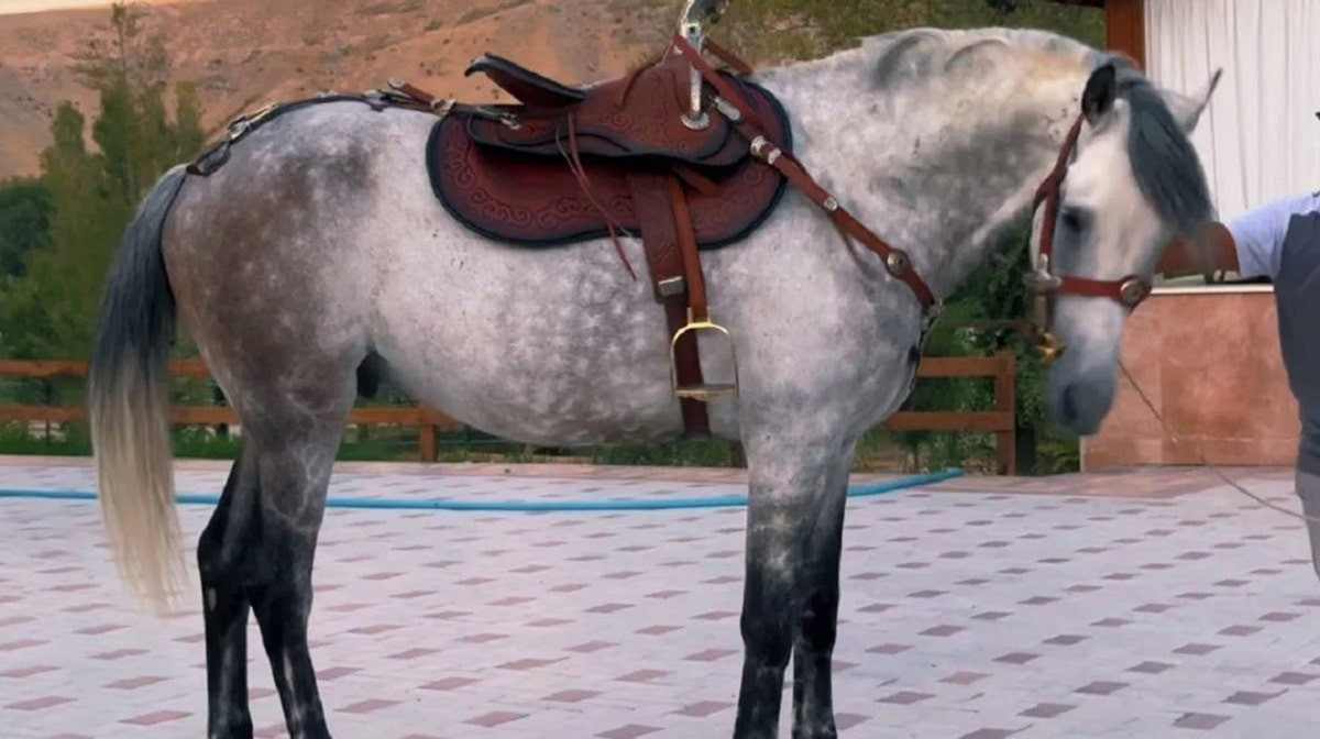 Президент Кыргызстана подарил казахстанскому поэту коня