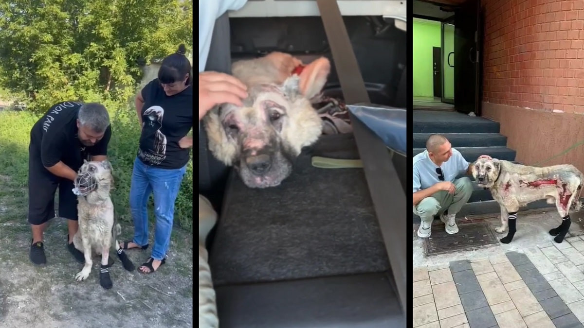 Оставили на привязи посреди пожара: что стало с обожжённой собакой из Астаны