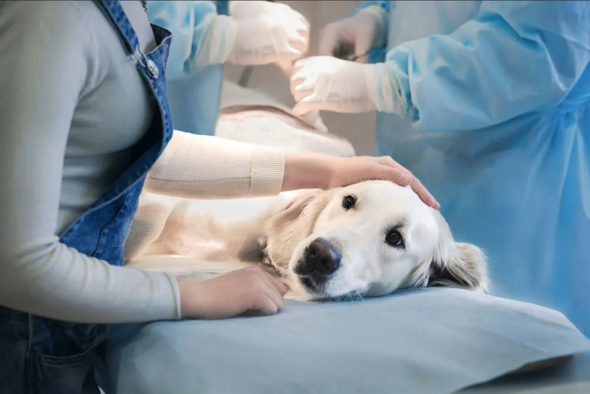 Бесплатная стерилизация и кастрация домашних животных начнется в сентябре