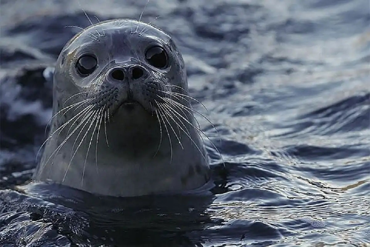 Тюлень навел панику на купающихся в Каспии людей
