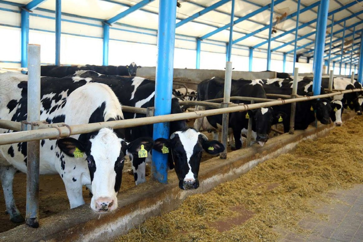 Коровы в Казахстане стали давать больше молока