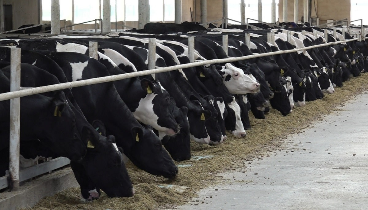 Чего не хватает аграриям: в стране стали меньше производить молочной продукции