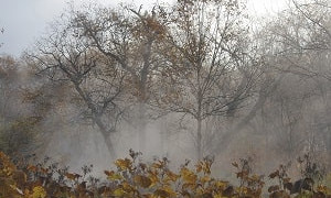 Туман, гроза и заморозки: прогноз погоды на 29 сентября 