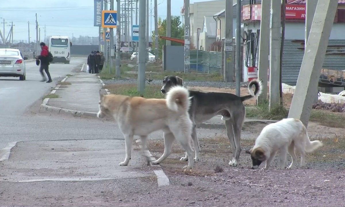 Нападают на детей: бродячие собаки держат в страхе жителей Акмолинской области