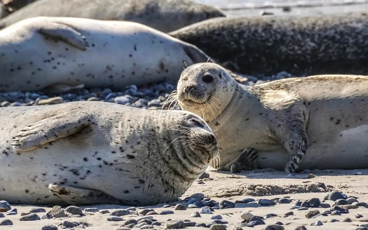 Мертвых тюленей и осетров нашли на побережье Каспия