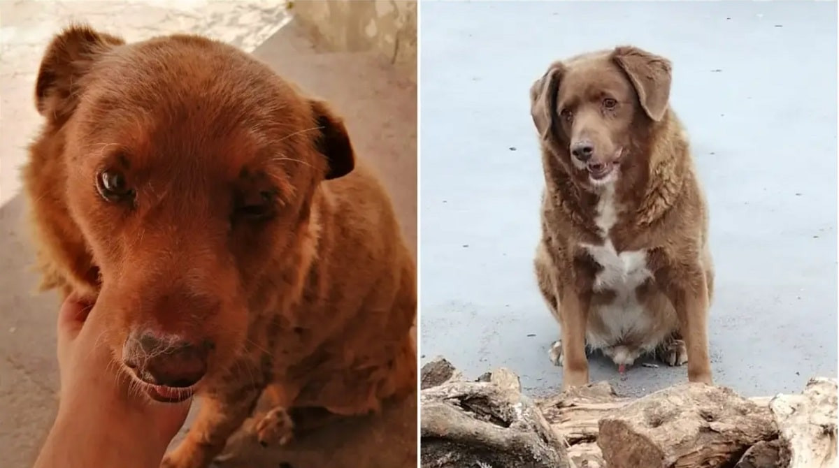 В Португалии умер самый старый пес в мире