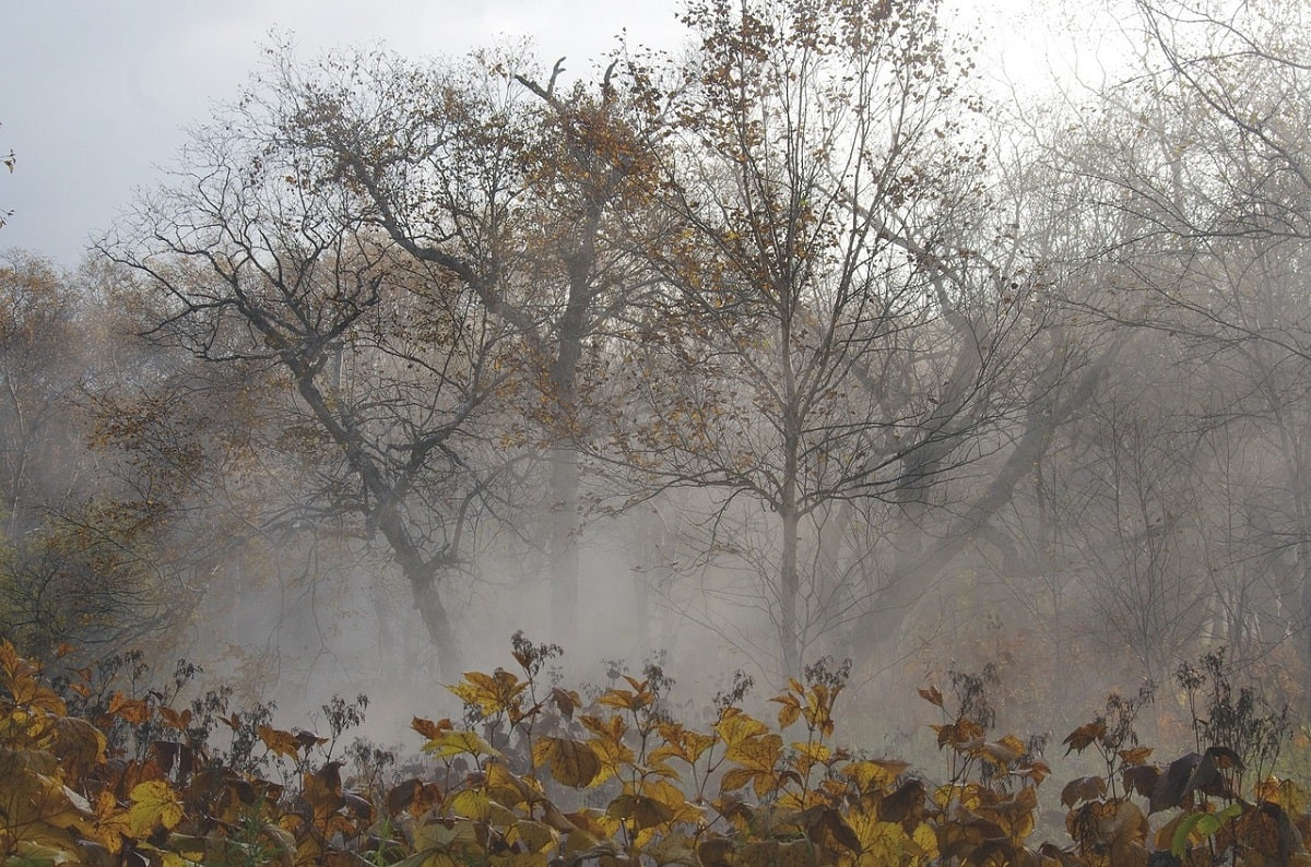 Туман и ветер: прогноз погоды на 6 ноября  