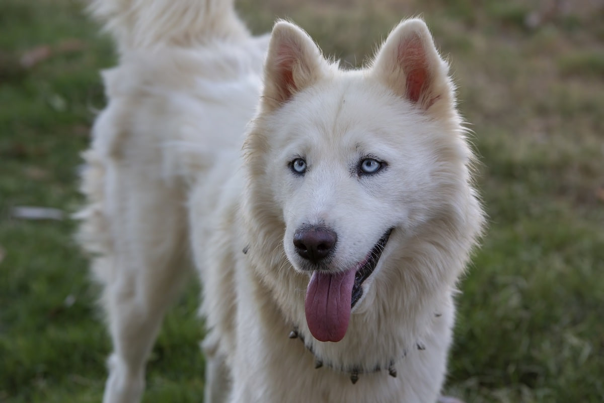 Собака бывает кусачей: в Усть-Каменогорске от нападения пострадала семилетняя девочка