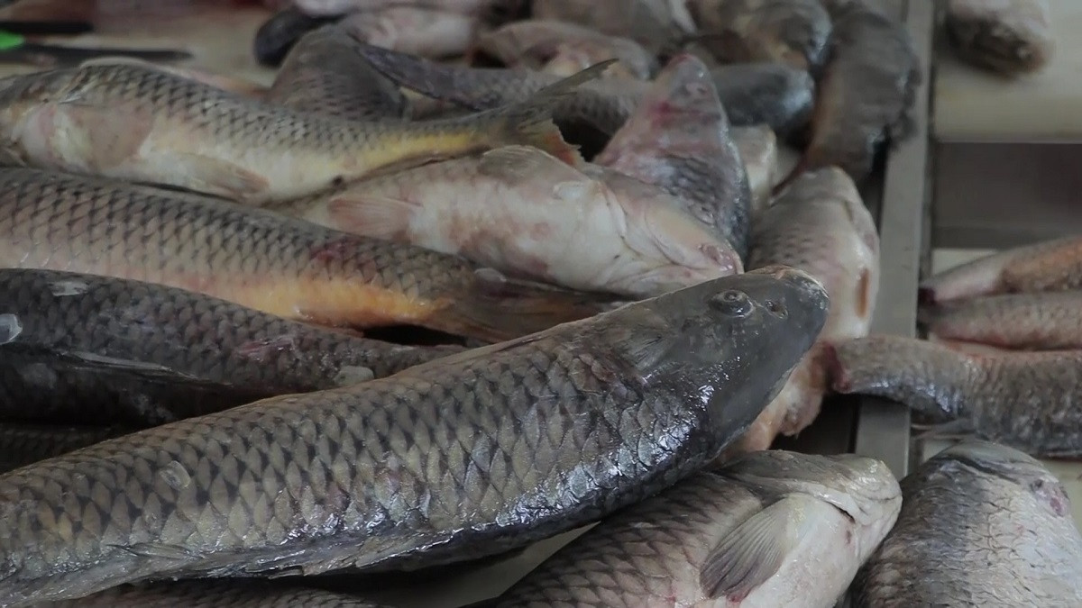 Развивая отрасль: в Атырауской области появятся 7 рыбоводных хозяйств