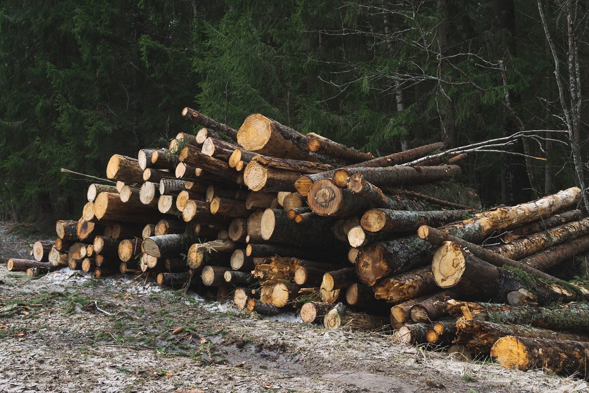 Незаконный распил: двое мужчин вырубили целый лес в области Жетiсу