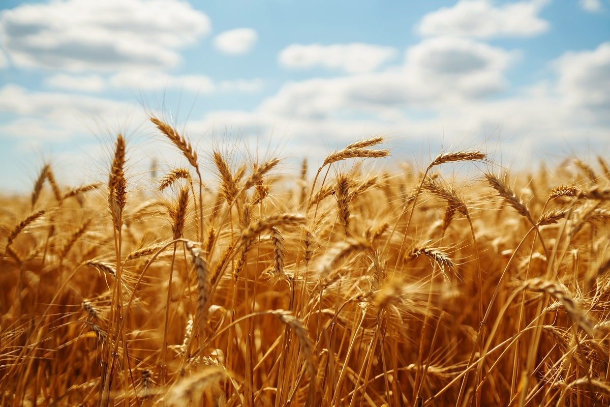 В Казахстане завершается уборка зерновых