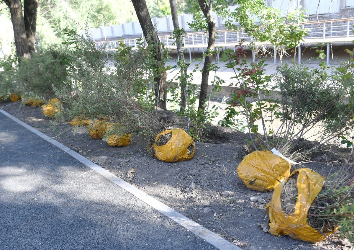 Сколько саженцев высадят вместо вырубленных деревьев в Алматы