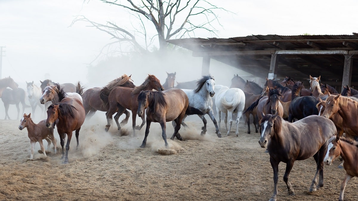 В чем причина массового падежа лошадей в Павлодарской области